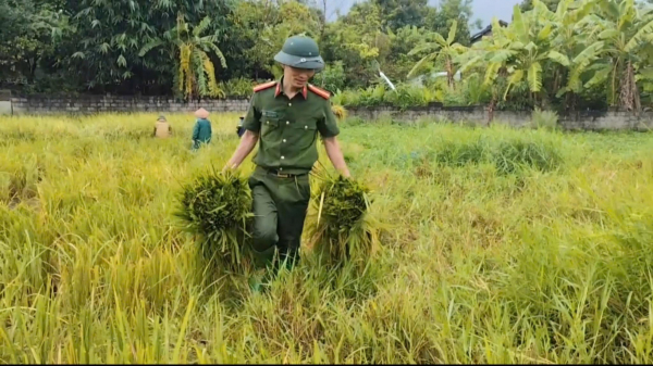 Công an tỉnh Vĩnh Phúc hỗ trợ người dân gặt lúa, vận động người dân đến nơi tránh bão an toàn -0