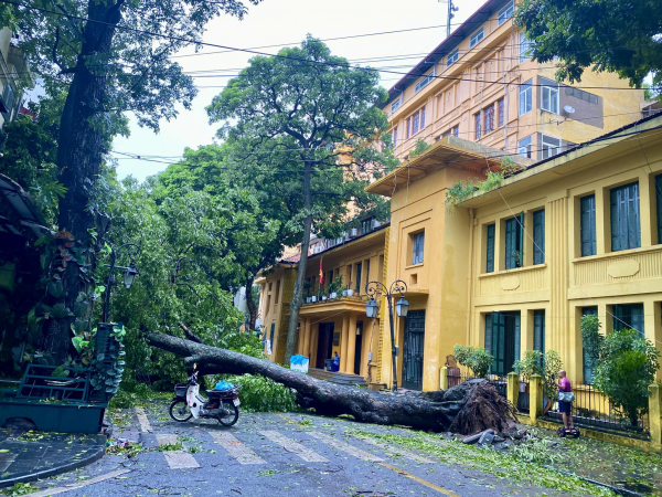 Tập trung khắc phục hậu quả thiên tai, cứu các cây xanh gãy đổ -0