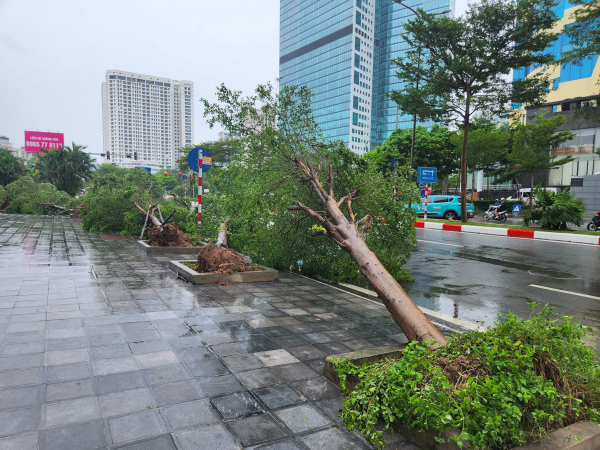 Hàng loạt cây xanh đổ ở Hà Nội: Quy trình trồng cây liệu có phải nguyên nhân? -0