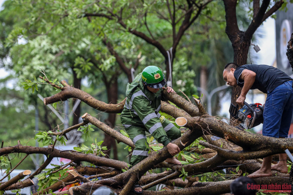 Trên 40.000 cây gãy đổ, Hà Nội tập trung “cứu” khoảng 3 nghìn cây  -0