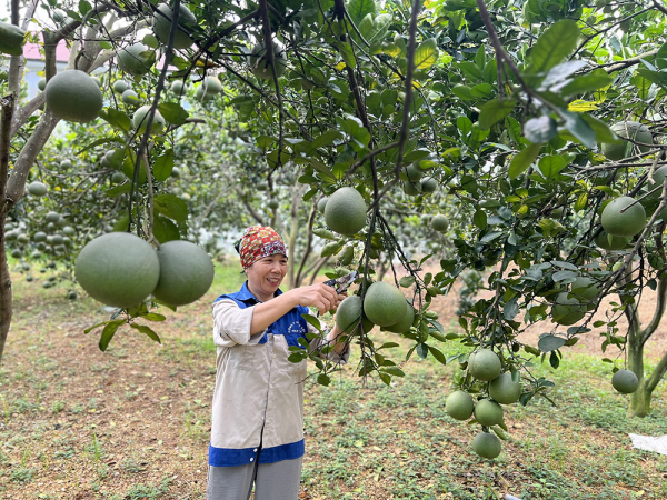 Vĩnh Phúc: Nhiều mô hình hay trong học tập tư tưởng Hồ Chí Minh -0