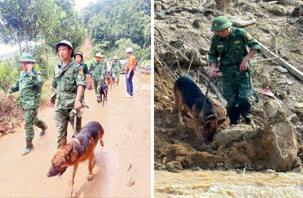 Cận cảnh chó nghiệp vụ “tác nghiệp” tại Nậm Tông, xã Nậm Lúc, huyện Bắc Hà -0