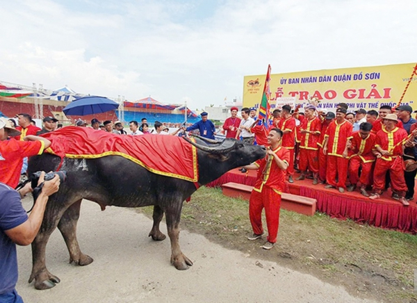 16 “ông trâu” tranh tài ở lễ hội chọi trâu Đồ Sơn 2024 -0