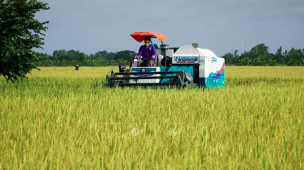 Vietnam, WB look to reduce emissions in rice cultivation -0