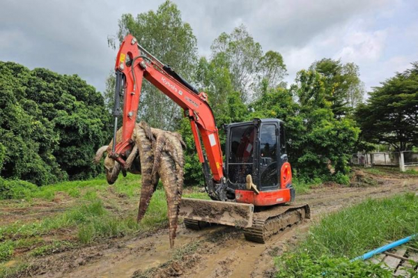 Làm thịt 125 con cá sấu để khỏi lo sổng chuồng trong bão -0