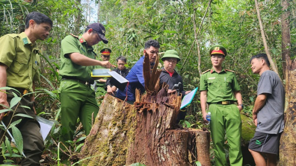 Nhân viên bảo vệ rừng cầm đầu nhóm lâm tặc khai thác gỗ quý -0