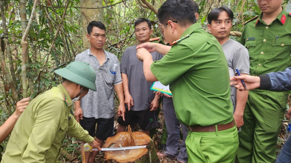 Nhân viên bảo vệ rừng cầm đầu nhóm lâm tặc khai thác gỗ quý -0