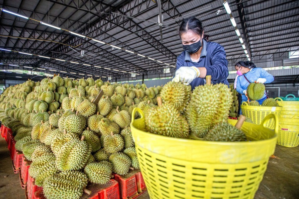 Tăng xuất khẩu rau quả chính ngạch sang Trung Quốc bằng cách nào? -0