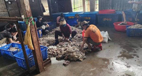 Tịch thu, tiêu hủy hơn 4 tấn lòng lợn không đảm bảo an toàn vệ sinh thực phẩm -0