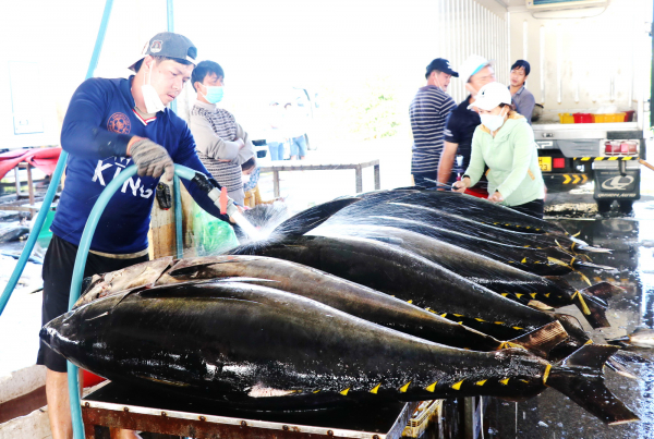 Phú Yên quyết liệt xử lý tàu cá “ba không” trước ngày 20/11 -0