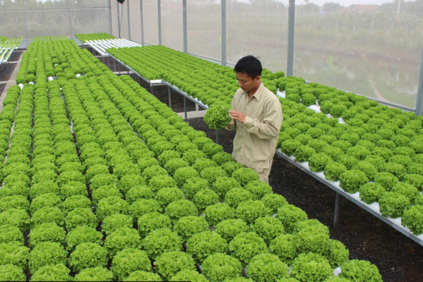 Chủ tịch Hà Nội đối thoại với nông dân: Không còn tình trạng “rau 2 luống, lợn 2 chuồng” -0