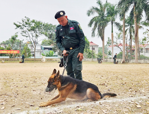 Bí mật của nghề huấn luyện cảnh khuyển -0