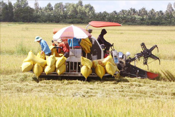 Xuất khẩu gạo đạt kỷ lục trên 5,3 tỷ USD -0