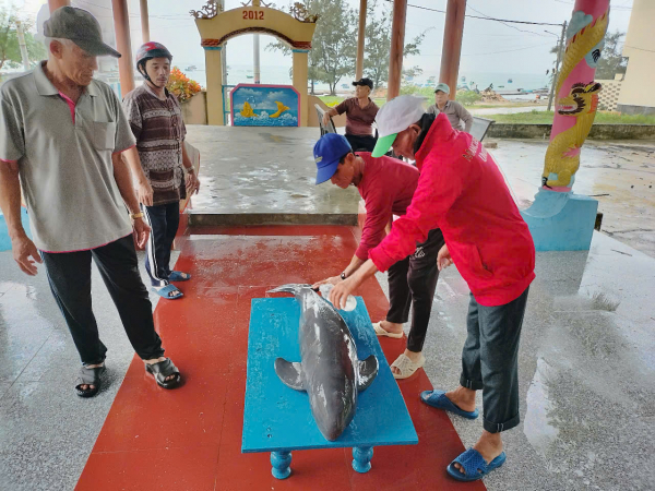 Bình Định: Cá heo bị chết liên tiếp tại đảo Cù Lao Xanh  -0