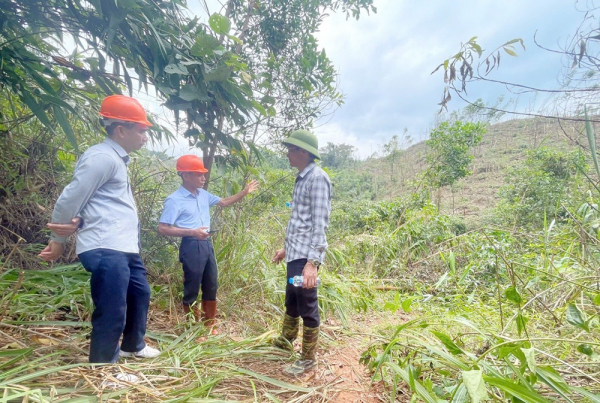 2. chủ tịch hđqt vinafor phí mạnh cường chỉ đạo, kiểm tra hiện trường, đánh giá mức độ thiệt hại sau cơn bão số 3 tại các đơn vị lâm nghiệp.jpg -0