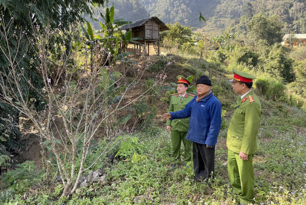 Như cây Sa mu giữa đại ngàn  -0