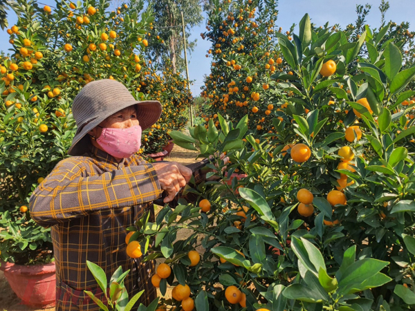 Tưng bừng mùa quất Tết Hội An -0