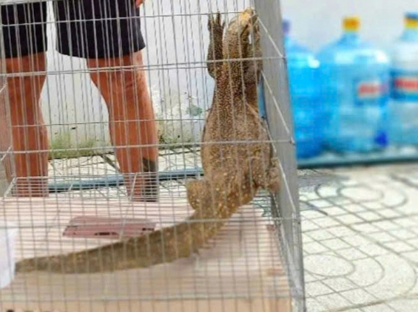 Quyết giao nộp vì không muốn kỳ đà quý hiếm trở thành... mồi nhậu -0