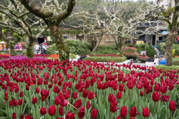 Hàng nghìn khách đến du xuân tại Sun World Ba Na Hills đầu năm mới 2025 -0