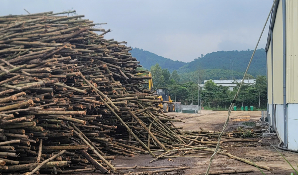 Phớt lờ lệnh cấm, nhiều cơ sở gỗ băm dăm không phép ở Hà Tĩnh vẫn hoạt động -0