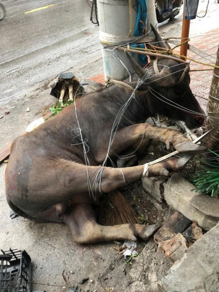 Trâu “điên” lao ra đường làm nhiều người bị thương -0