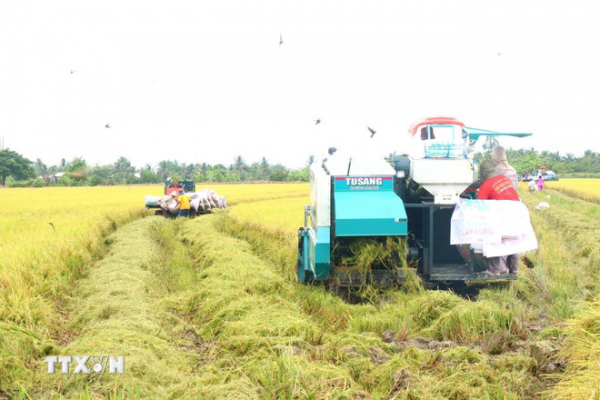Thủ tướng yêu cầu nâng cao năng lực cạnh tranh, làm lành mạnh thị trường lúa gạo -0