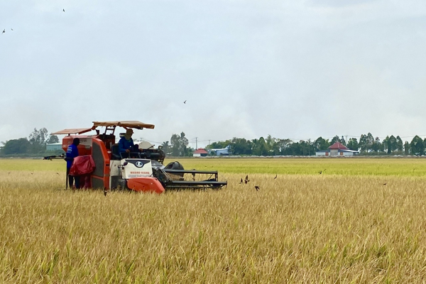 Đẩy mạnh cho vay sản xuất, kinh doanh lúa gạo -0