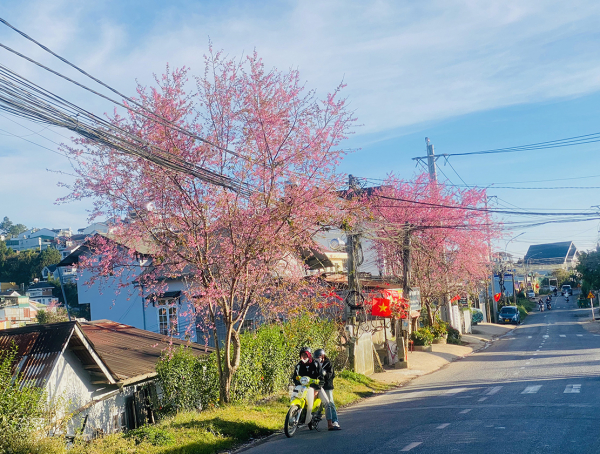 Hương sắc những cung đường ở thành phố ngàn hoa -0