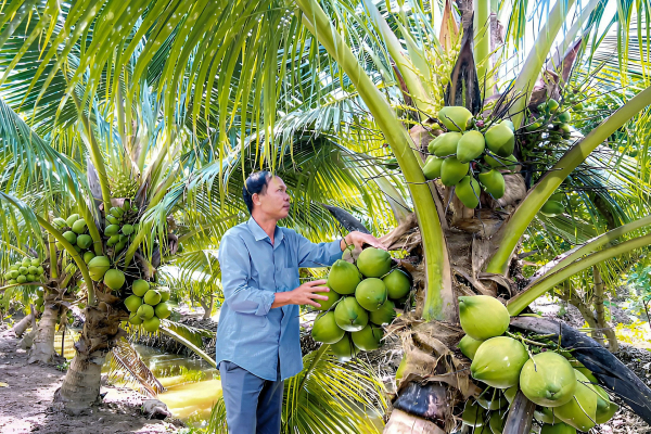 Giá dừa tươi tăng theo từng ngày -0