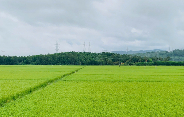 Phú Yên: Công bố quyết định của Thủ tướng Chính phủ công nhận bảo vật quốc gia Phù điêu Kala Núi Bà  -0