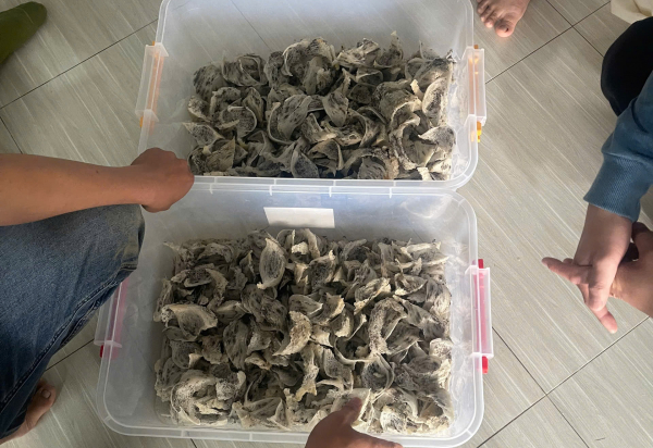 Truy bắt kẻ trộm cắp yến sào ở Đắk Nông chạy về Phú Yên để bán -0