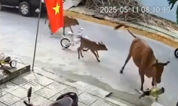 Đà Nẵng: Cháu bé bị bò thả rông húc ngã trên đường, chính quyền vào cuộc  -0