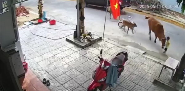 Đà Nẵng: Cháu bé bị bò thả rông húc ngã trên đường, chính quyền vào cuộc  -0