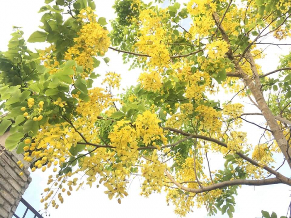 Hoa Osaka đỏ cao nguyên trắng -0