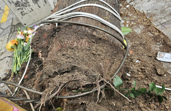Gió mạnh, cây xanh “không rễ” cao hơn 10m ngã xuống đường&nbsp; -0