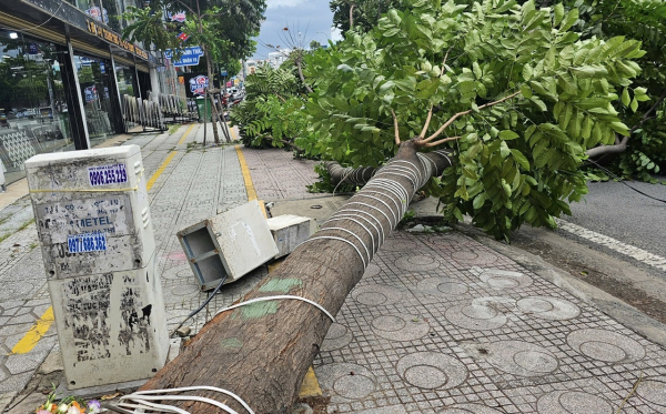 Gió mạnh, cây xanh “không rễ” cao hơn 10m ngã xuống đường&nbsp; -0
