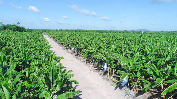 Tập đoàn Công nghiệp Cao su Việt Nam: Tăng tốc phát triển, tối ưu nguồn lực -1
