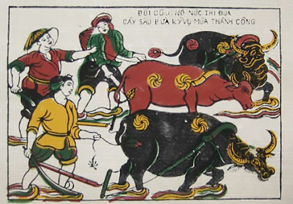 Nghé cơm trâu trắng trâu cò -0