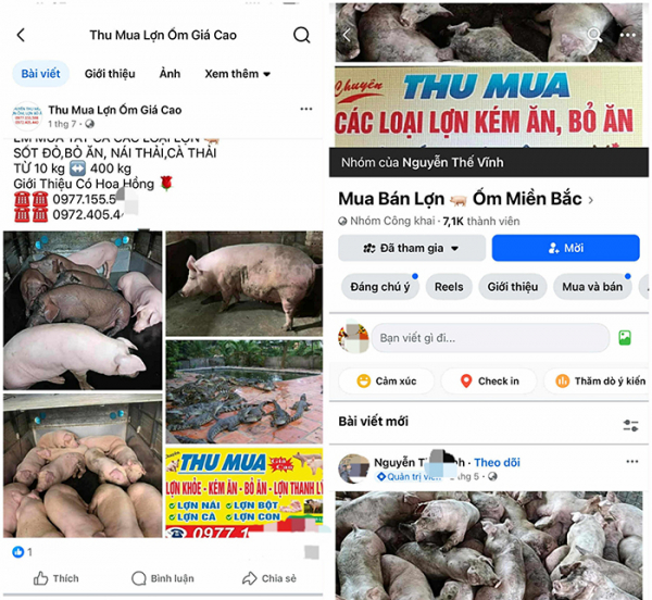 Mua bán công khai lợn nhiễm bệnh trên chợ mạng -0