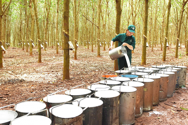 Cao su Bà Rịa: Phát triển xanh hướng đến nông nghiệp thông minh -0