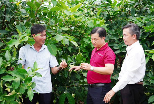 Agribank tiếp vốn cho mận hồng Sân Tiên chinh phục thị trường khó tính -0