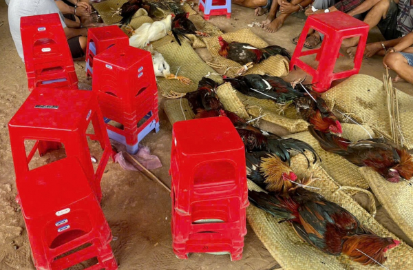 Phá trường gà, tạm giữ 51 con bạc với hơn 200 triệu đồng -1