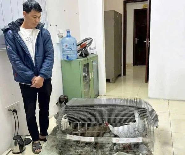 Bị cáo trong vụ án gà lôi trắng được về nhà, cấm đi khỏi nơi trú -0