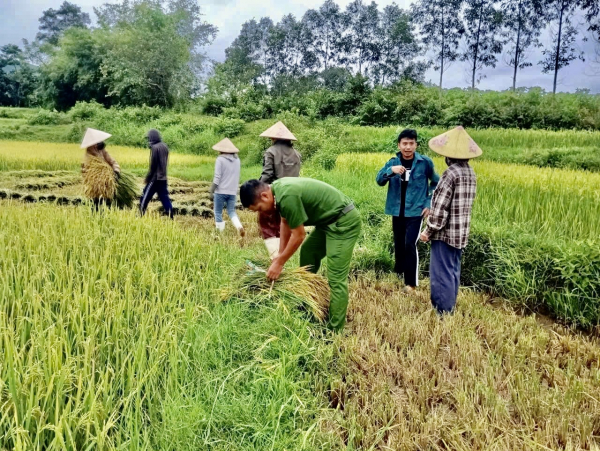 Cuối hè, gặt lúa chạy bão -0