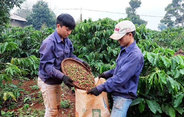 Đắk Lắk: Ngân hàng cho vay, 12 năm sau bị buộc phải trả tiền cho khách -0