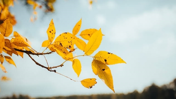 Người đi nhặt nắng