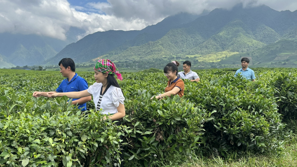Hai_che_Tan_Uyen_1-1762001730995.jpg