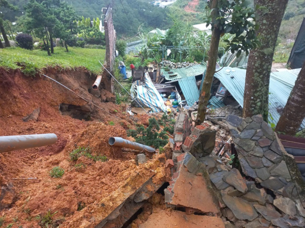 Cây phượng tím đẹp nhất Đà Lạt gãy đổ -0