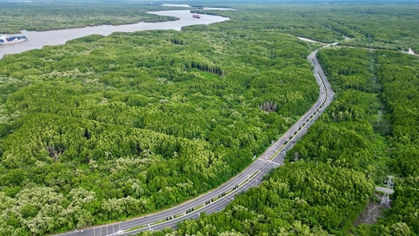 Xây dựng phương án bảo vệ “lá phổi xanh” Cần Giờ