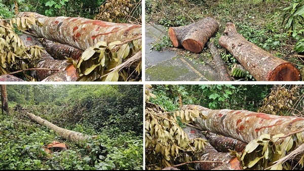 Tin thêm vụ hàng chục cây xà cừ bị đốn hạ ở công viên văn hoá hồ nước ngọt